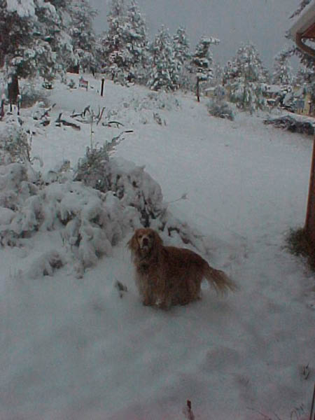 snowdog2