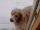 snowdog030102